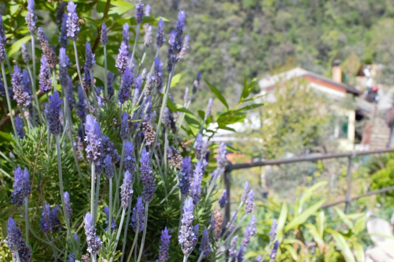 Azalea Villa Recco Eksteriør bilde